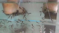 お魚ドクター！「ガラ・ルファ」 2009/11/09 16:11:08