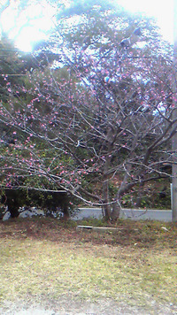 八重岳桜まつり 2010/01/18 14:18:23