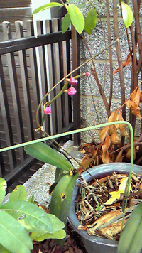 今年も蘭につぼみが４つもふくらんでます！ 2010/02/02 15:54:32