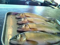 食堂APOLLO・春・・・そして・・・。 2014/04/21 20:52:53