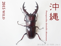 ●2015年 & 思い出の採集個体 & 思い出の飼育個体