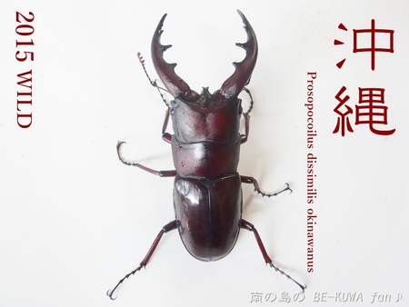 ●2015年 & 思い出の採集個体 & 思い出の飼育個体
