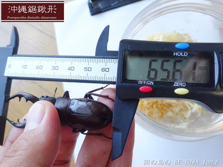 ●2015年 & 思い出の採集個体 & 思い出の飼育個体