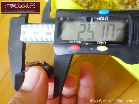 ●2015年 & 思い出の採集個体 & 思い出の飼育個体