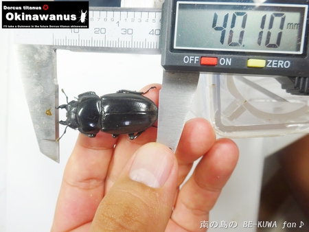 ●2015年 & 思い出の採集個体 & 思い出の飼育個体