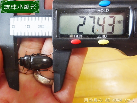 ●2015年 & 思い出の採集個体 & 思い出の飼育個体