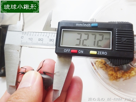 ●2015年 & 思い出の採集個体 & 思い出の飼育個体