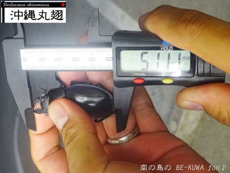 ●2015年 & 思い出の採集個体 & 思い出の飼育個体