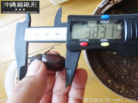 ●2015年 & 思い出の採集個体 & 思い出の飼育個体