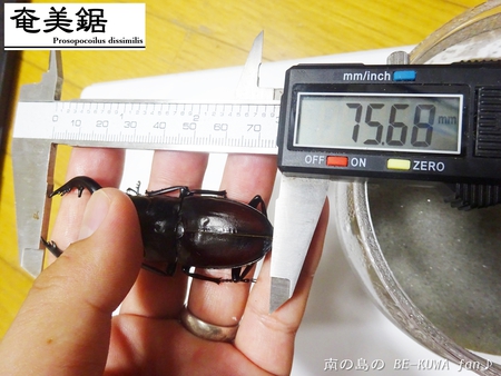 ●2015年 & 思い出の採集個体 & 思い出の飼育個体