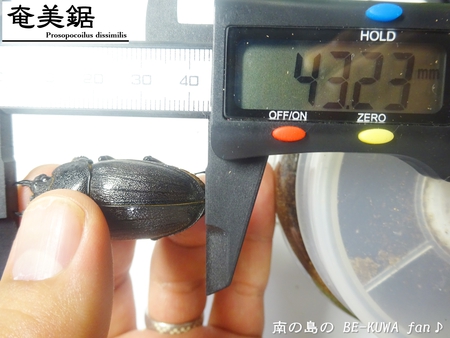 ●2015年 & 思い出の採集個体 & 思い出の飼育個体