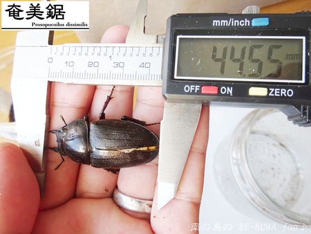 ●2015年 & 思い出の採集個体 & 思い出の飼育個体