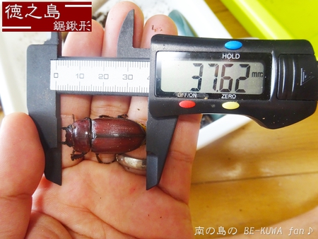 ●2015年 & 思い出の採集個体 & 思い出の飼育個体