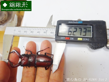 ●2015年 & 思い出の採集個体 & 思い出の飼育個体