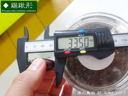 ●2015年 & 思い出の採集個体 & 思い出の飼育個体