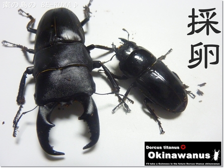 ★オキヒラ採卵 & リュウコ？なぜ？