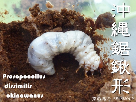 ★沖縄鋸鍬形 & あちゃ~ & リュウコ & ベランダ幼虫