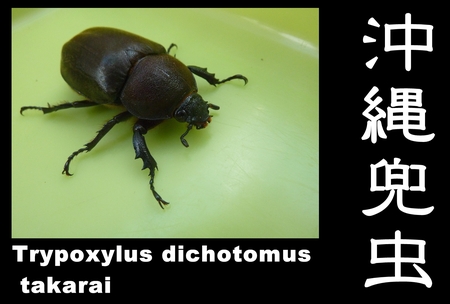 ★オキカブ♀羽化 & ビン交換経過 & リュウコ & ３月野外クワ