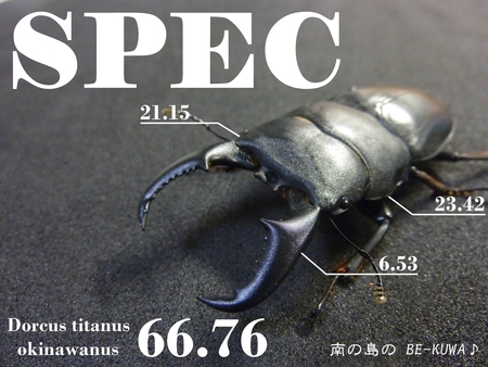 ★SPEC & オキヒラ68.5×39.3 & オキノコ