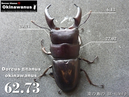 ★SPEC & オキヒラ68.5×39.3 & オキノコ
