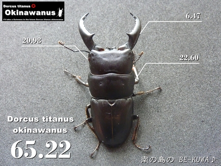 ★SPEC & オキヒラ68.5×39.3 & オキノコ
