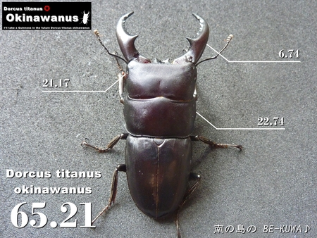 ★SPEC & オキヒラ68.5×39.3 & オキノコ