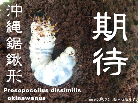 ★期待のオキノコ & 炭 & オキヒラ♀前蛹 & WILD39.5採卵