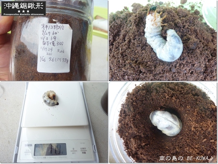 ★期待のオキノコ & 炭 & オキヒラ♀前蛹 & WILD39.5採卵