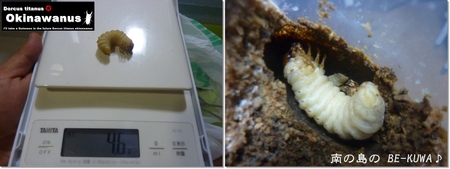 ★期待のオキノコ & 炭 & オキヒラ♀前蛹 & WILD39.5採卵
