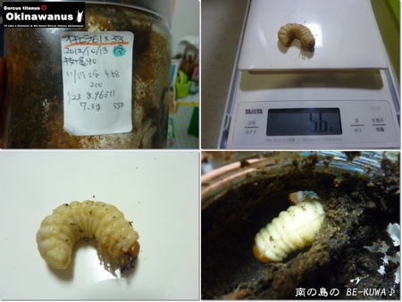 ★期待のオキノコ & 炭 & オキヒラ♀前蛹 & WILD39.5採卵