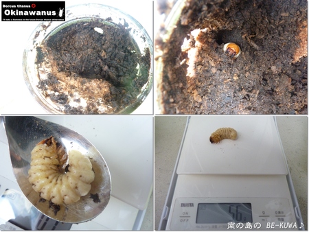 ★期待のオキノコ & 炭 & オキヒラ♀前蛹 & WILD39.5採卵