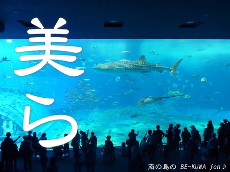 ★美ら & WILDニョロ & オキヒラ(61×39)蛹化 & セット状況