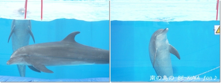 ★美ら & WILDニョロ & オキヒラ(61×39)蛹化 & セット状況
