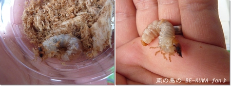 ★美ら & WILDニョロ & オキヒラ(61×39)蛹化 & セット状況