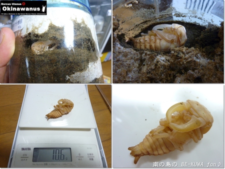 ★美ら & WILDニョロ & オキヒラ(61×39)蛹化 & セット状況