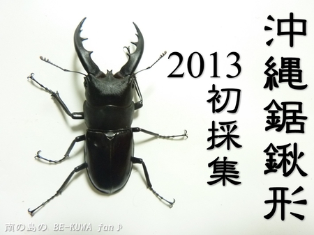 ★2013採集初ノコ & オキヒラ♀蛹 & 68.5×39.3の子