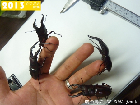 ★夏よ逃げないでくれ & オキカブセット & オキヒラCBF1