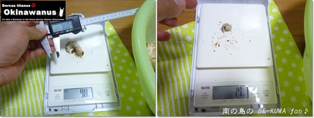 ★夏よ逃げないでくれ & オキカブセット & オキヒラCBF1