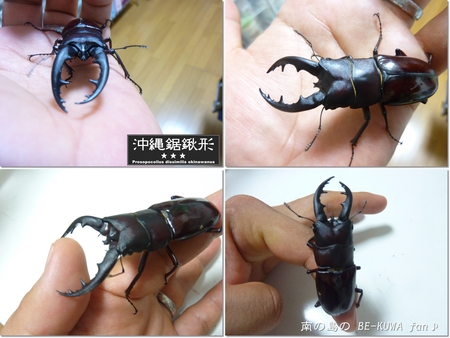 ★発射 & オキヒラ & オキノコ & リュウコ