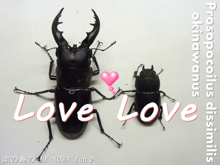 ★黒ノコLove & オキヒラLast蛹 & 女祭り 第1弾