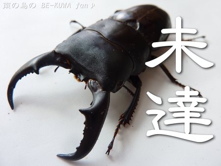 ★オキヒラ未達 & パリー星に・・・ & オキノコ(黒)セット