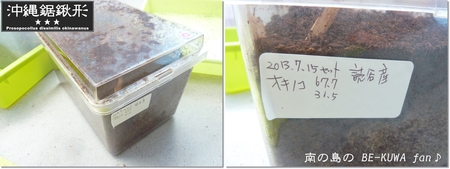 ★オキヒラ未達 & パリー星に・・・ & オキノコ(黒)セット