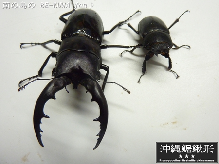 ★オキヒラ未達 & パリー星に・・・ & オキノコ(黒)セット