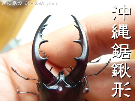 ★オキノコ茶 & チビノコ & ケンシロウのごとく & オキヒラ