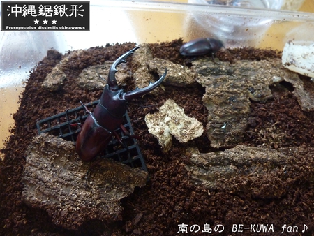 ★オキノコ茶 & チビノコ & ケンシロウのごとく & オキヒラ