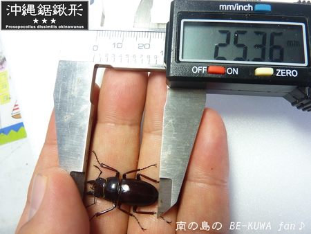 ★オキノコ茶 & チビノコ & ケンシロウのごとく & オキヒラ