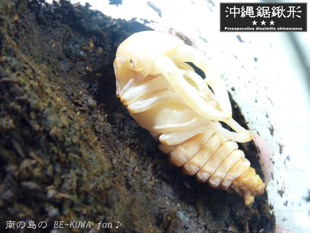 ★オキノコ・・・オレの大馬鹿野郎～
