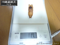 ★オキノコ・・・オレの大馬鹿野郎～