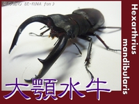 ★大顎水牛 & ノコ採卵状況 & いただき物