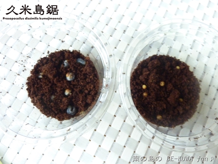 ★大顎水牛 & ノコ採卵状況 & いただき物